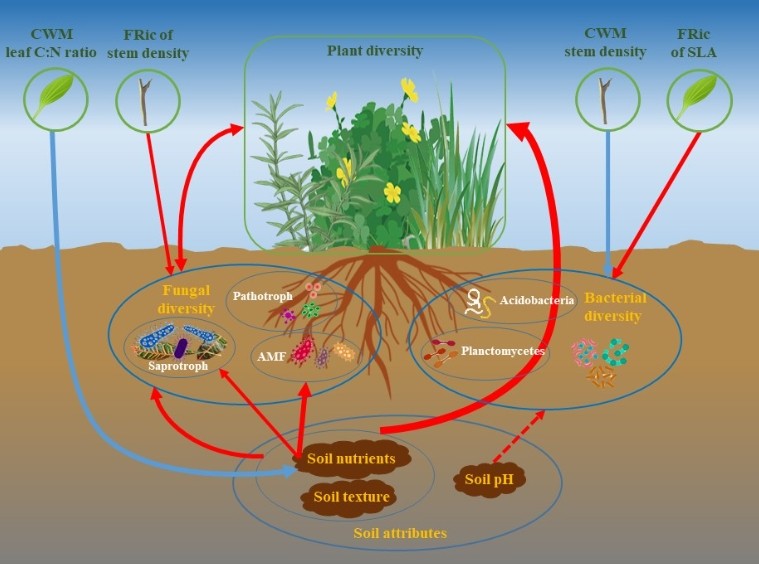 植物所科研人員在草原生態(tài)系統(tǒng)地上下生物多樣性關(guān)系研究中取得新進(jìn)展